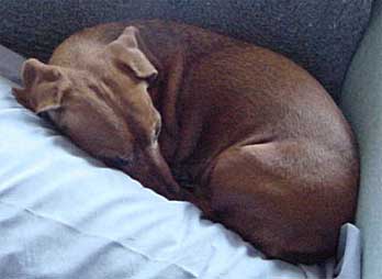 Max the Dog