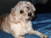 fluffy4a.gif (18038 bytes)