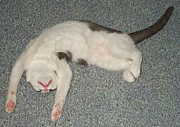 Norm the Cat