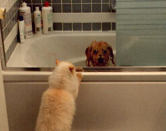 Fluffy and Furgie