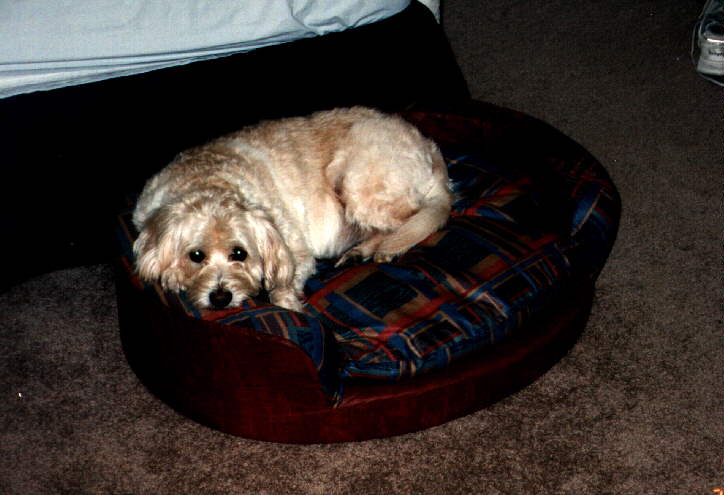 Fluffy looking
pathetic