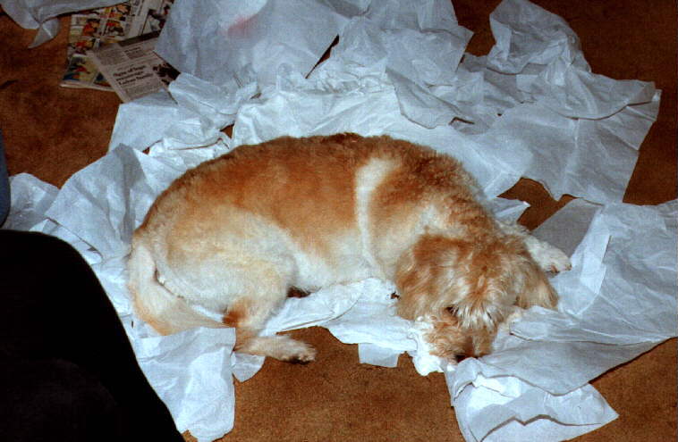 Tired Fluffy