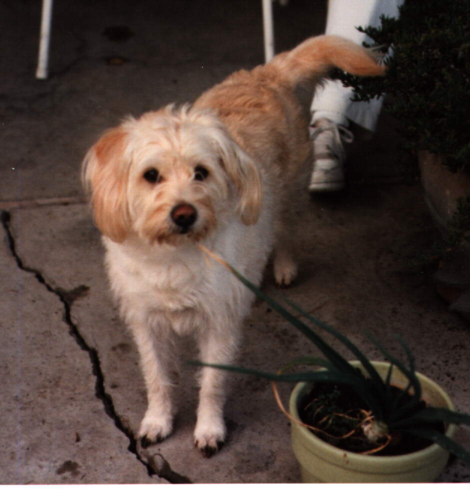 Photo of Fluffy