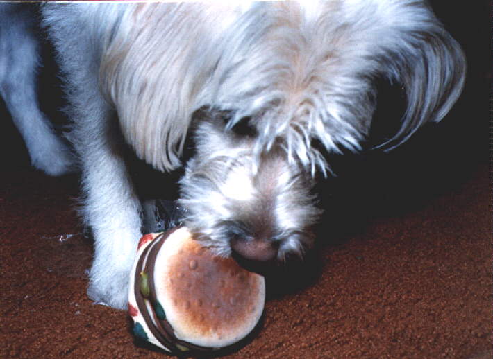 Fluffy with Burger