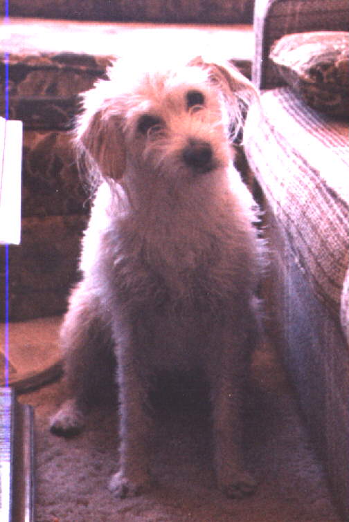 Fluffy looking
quizzical