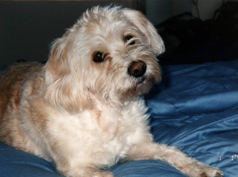 Fluffy on bed