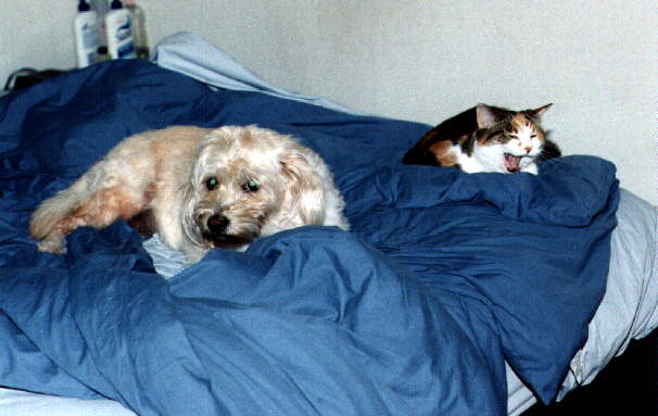 Fluffy and Tiger