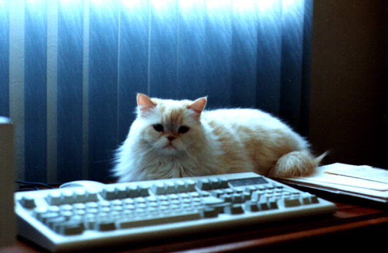 Furgie the Cat
