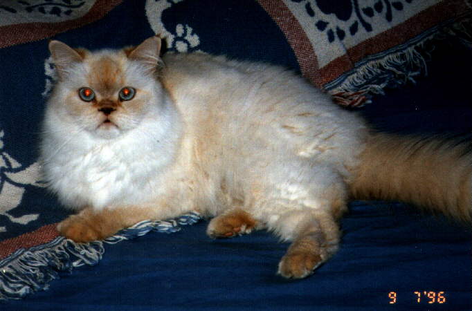 Furgie the Cat