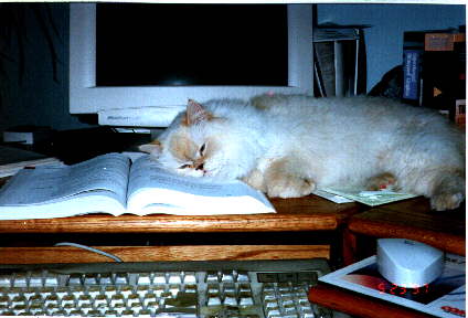 Furgie the Cat
